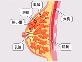   不少女性在健康体检或无意中发现有乳腺肿块(或结节),其性质